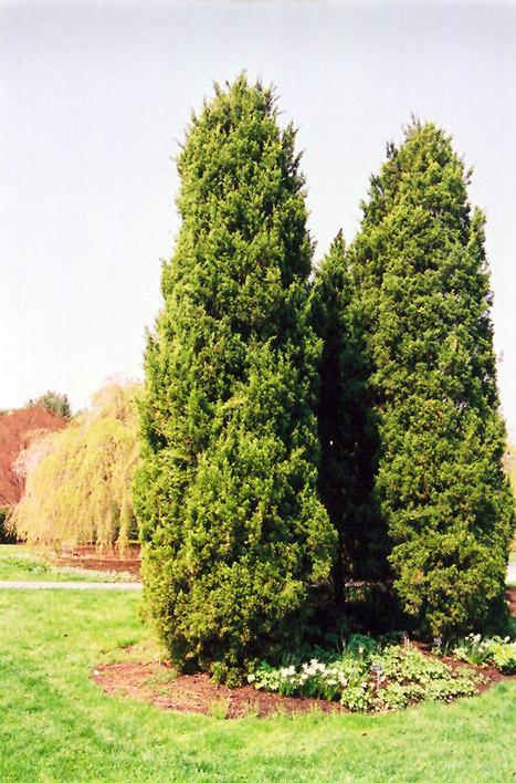 Eastern Redcedar (Juniperus virginiana) at Jolly Lane Greenhouse