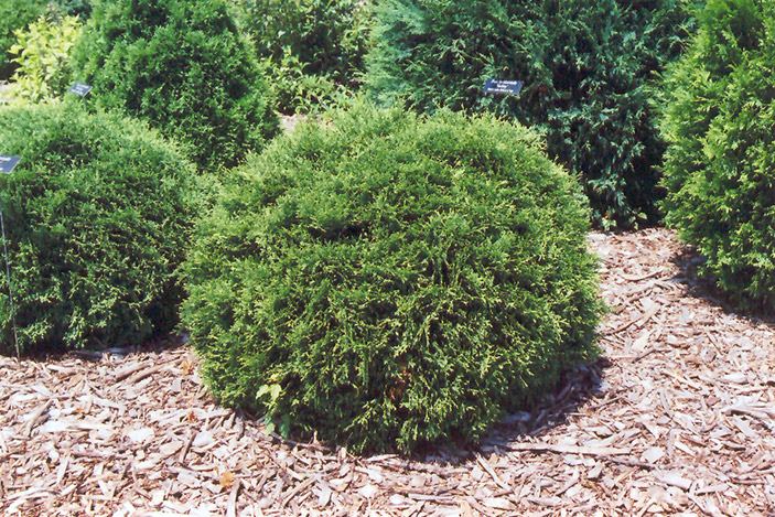 Hetz Midget Arborvitae (Thuja occidentalis 'Hetz Midget') at Jolly Lane Greenhouse