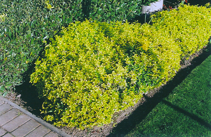 Gold Prince Wintercreeper (Euonymus fortunei 'Gold Prince') at Jolly Lane Greenhouse