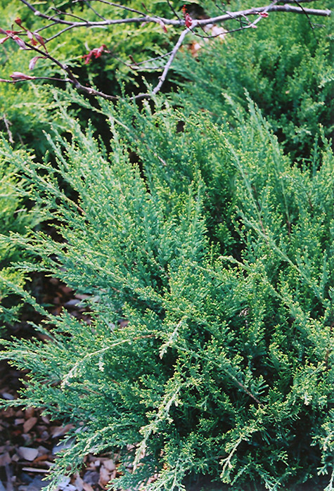 Sea Green Juniper (Juniperus chinensis 'Sea Green') at Jolly Lane Greenhouse