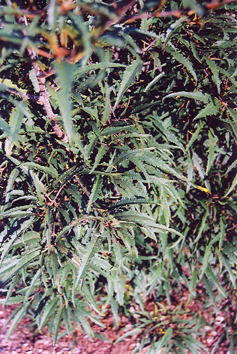 Cutleaf Glossy Buckthorn (Rhamnus frangula 'Asplenifolia') at Jolly Lane Greenhouse