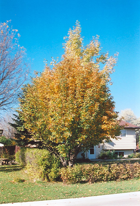 Oakleaf Mountain Ash (Sorbus x hybrida) at Jolly Lane Greenhouse