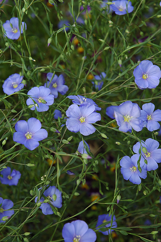 Perennial Flax (Linum perenne) at Jolly Lane Greenhouse