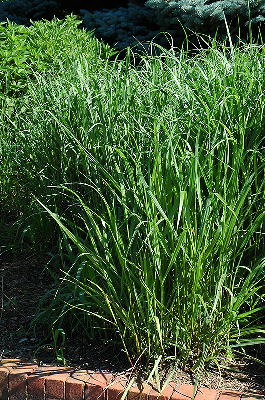 Switch Grass (Panicum virgatum) at Jolly Lane Greenhouse