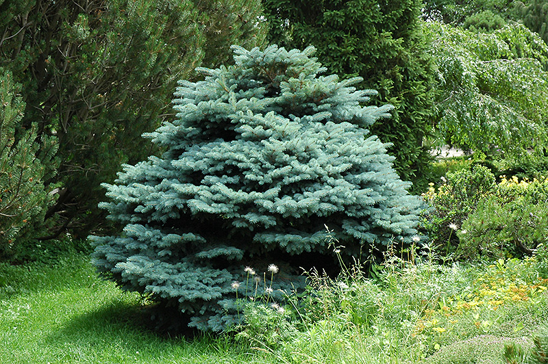Globe Blue Spruce (Picea pungens 'Globosa') at Jolly Lane Greenhouse