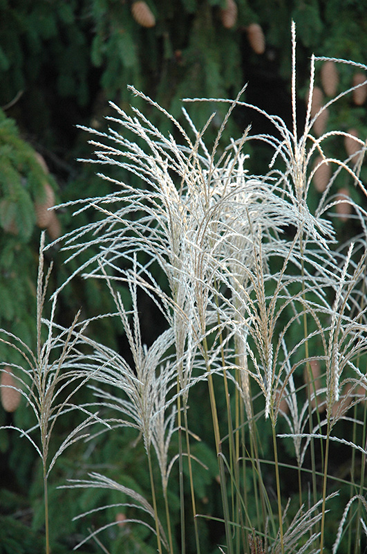 Graziella Maiden Grass (Miscanthus sinensis 'Graziella') at Jolly Lane Greenhouse