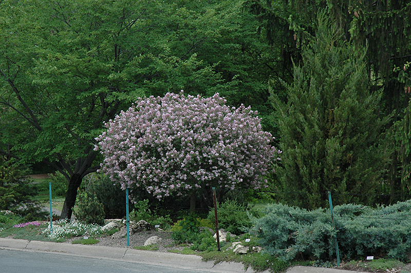 Dwarf Korean Lilac (tree form) (Syringa meyeri 'Palibin (tree form)') at Jolly Lane Greenhouse