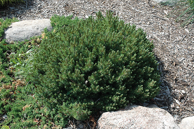 Valley Cushion Mugo Pine (Pinus mugo 'Valley Cushion') at Jolly Lane Greenhouse