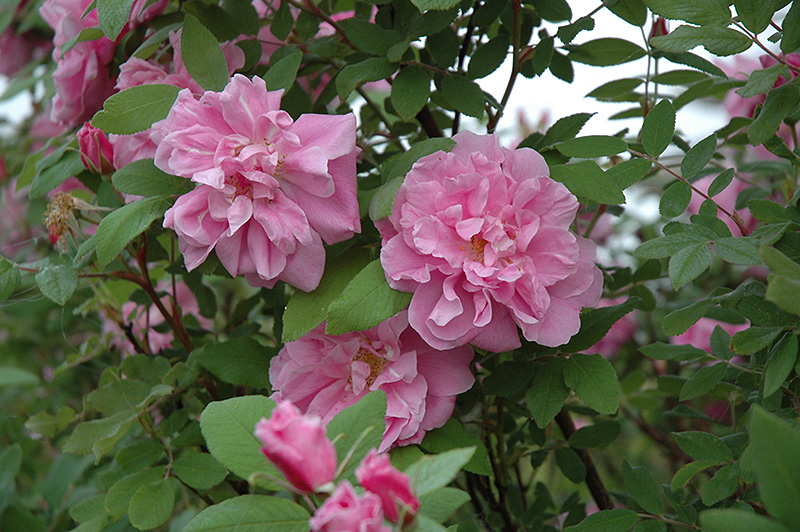 Therese Bugnet Rose (Rosa 'Therese Bugnet') at Jolly Lane Greenhouse