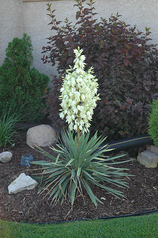 Small Soapweed (Yucca glauca) at Jolly Lane Greenhouse