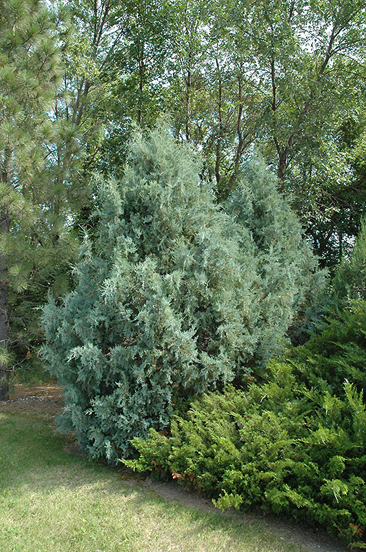 Wichita Blue Juniper (Juniperus scopulorum 'Wichita Blue') at Jolly Lane Greenhouse