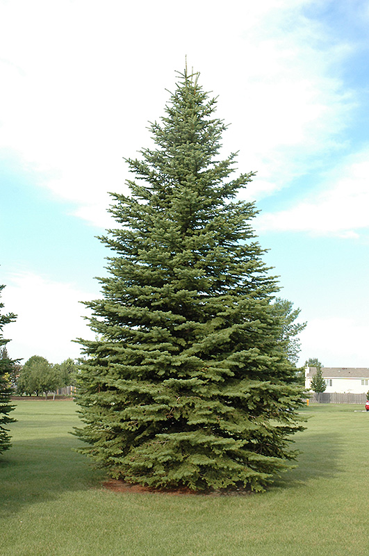 Colorado Spruce (Picea pungens) at Jolly Lane Greenhouse