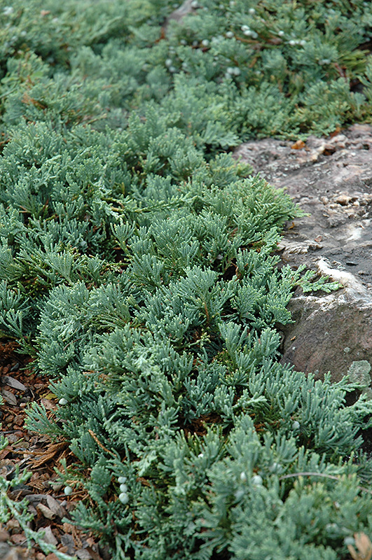 Blue Rug Juniper (Juniperus horizontalis 'Wiltonii') at Jolly Lane Greenhouse