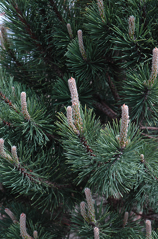Tannenbaum Mugo Pine (Pinus mugo 'Tannenbaum') at Jolly Lane Greenhouse