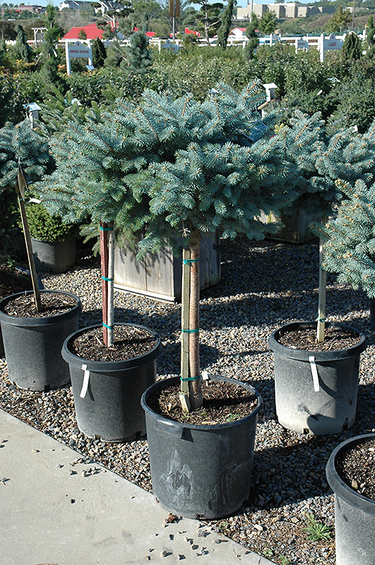 Globe Blue Spruce (tree form) (Picea pungens 'Globosa (tree form)') at Jolly Lane Greenhouse
