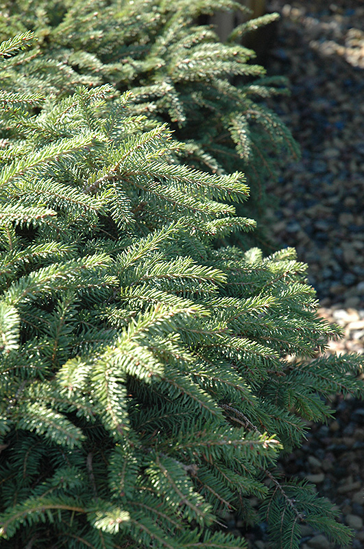 Elegans Spruce (Picea abies 'Elegans') at Jolly Lane Greenhouse