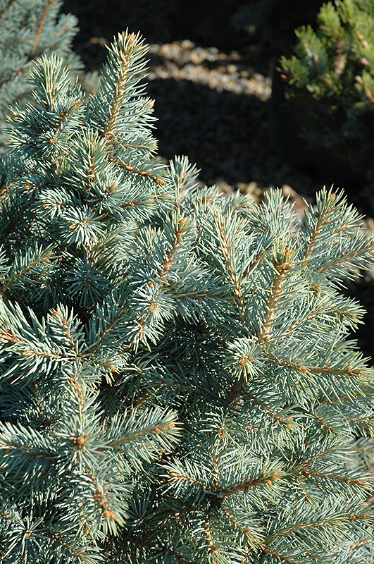 Sester Dwarf Blue Spruce (Picea pungens 'Sester Dwarf') at Jolly Lane Greenhouse