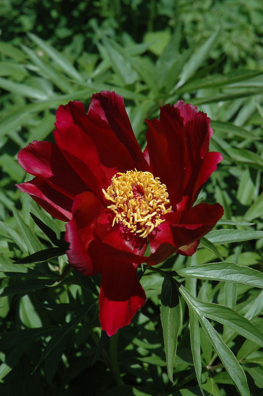 Early Scout Peony (Paeonia 'Early Scout') at Jolly Lane Greenhouse