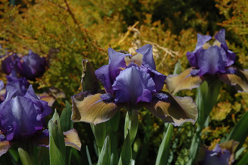 Blueberry Tart Iris (Iris 'Blueberry Tart') at Jolly Lane Greenhouse