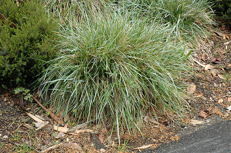 Blue Moor Grass (Sesleria caerulea) at Jolly Lane Greenhouse