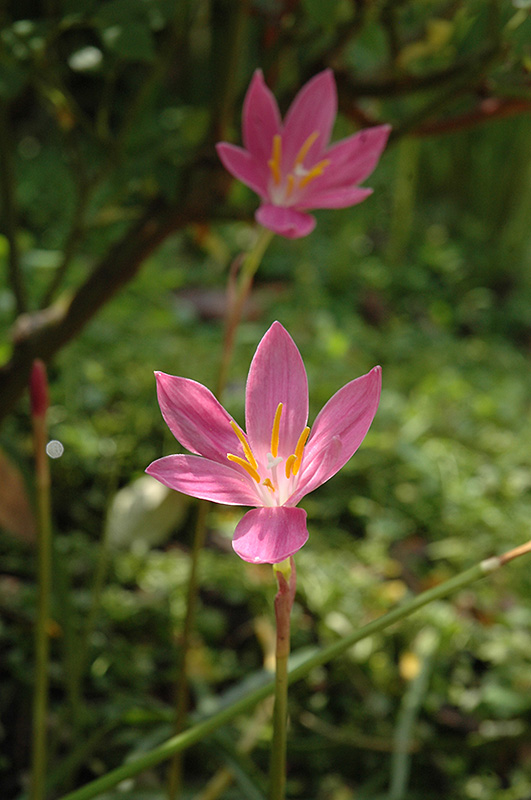 Rain Lily (Zephyranthes macrosiphon) at Jolly Lane Greenhouse