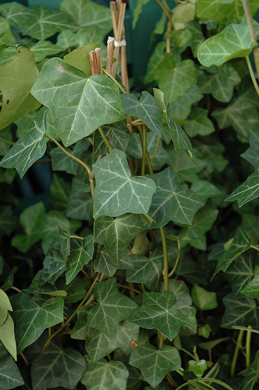 Thorndale Ivy (Hedera helix 'Thorndale') at Jolly Lane Greenhouse