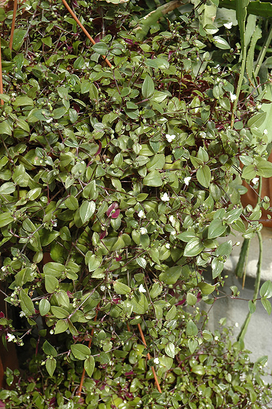 Bridal Veil Spiderwort (Tradescantia 'Bridal Veil') at Jolly Lane Greenhouse
