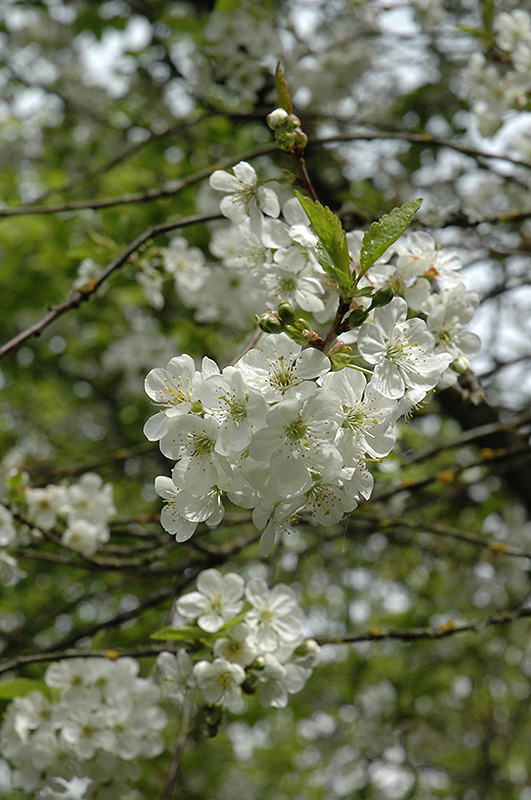Northstar Cherry (Prunus 'Northstar') at Jolly Lane Greenhouse