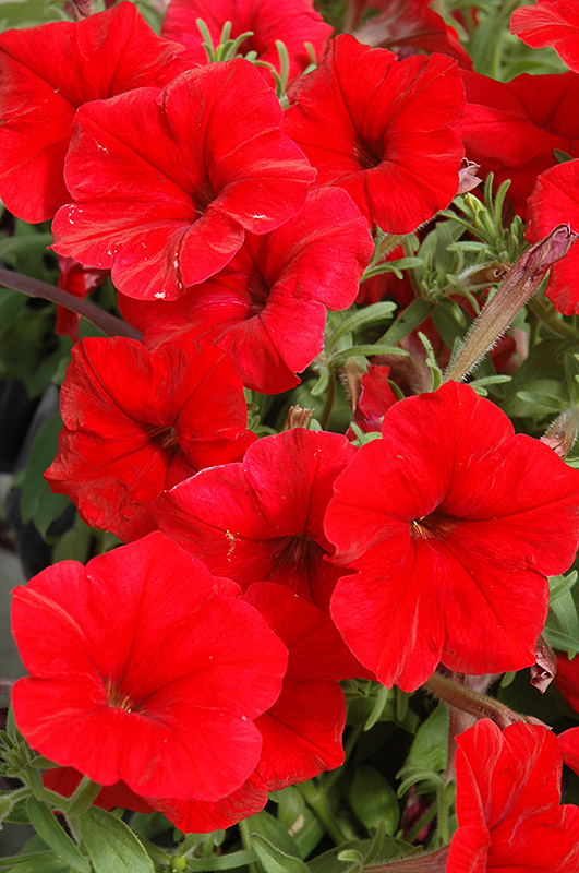 Madness Red Petunia (Petunia 'Madness Red') at Jolly Lane Greenhouse
