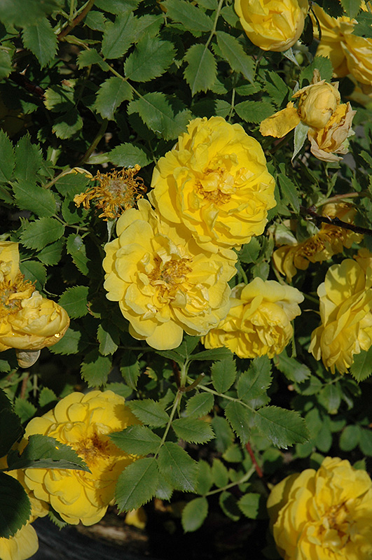 Persian Yellow Rose (Rosa 'Persian Yellow') at Jolly Lane Greenhouse