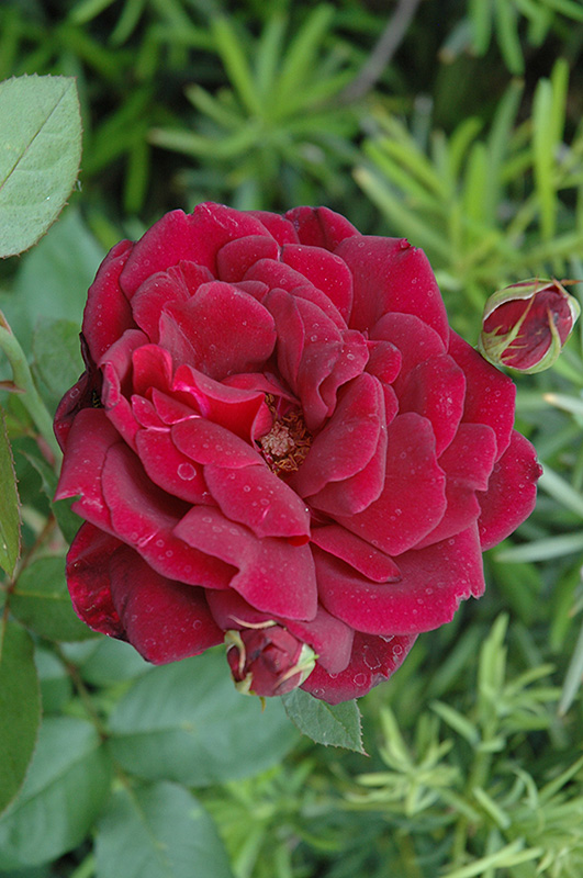 Oklahoma Rose (Rosa 'Oklahoma') at Jolly Lane Greenhouse