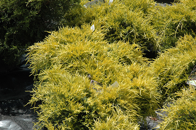 Sea Of Gold Juniper (Juniperus x media 'Sea Of Gold') at Jolly Lane Greenhouse