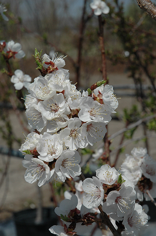 Sungold Apricot (Prunus 'Sungold') at Jolly Lane Greenhouse