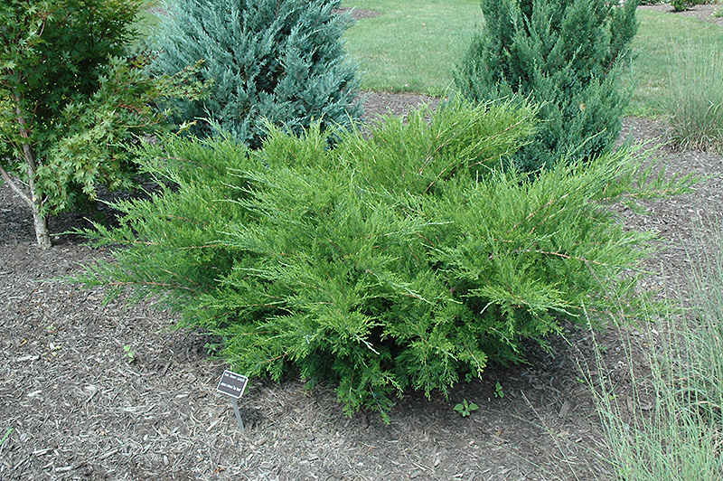 Sea Green Juniper (Juniperus chinensis 'Sea Green') at Jolly Lane Greenhouse