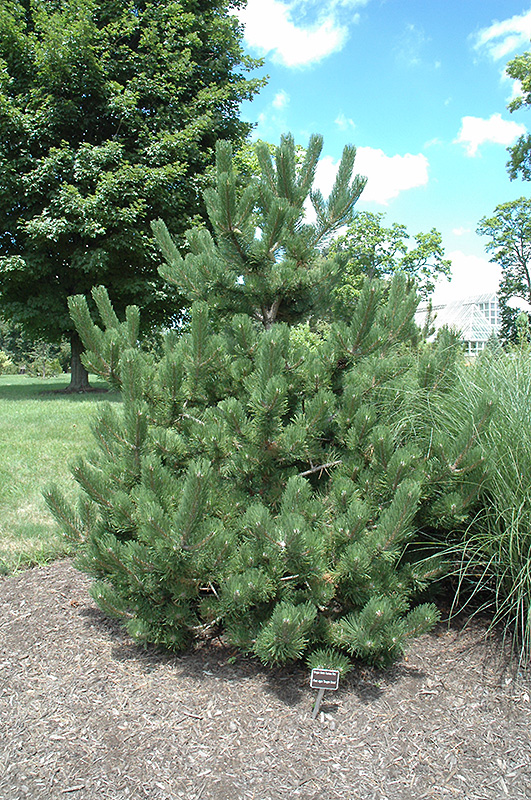 Oregon Green Austrian Pine (Pinus nigra 'Oregon Green') at Jolly Lane Greenhouse