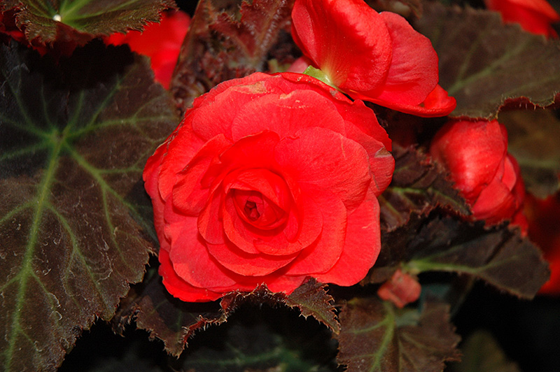 Nonstop Mocca Cherry Begonia (Begonia 'Nonstop Mocca Cherry') at Jolly Lane Greenhouse