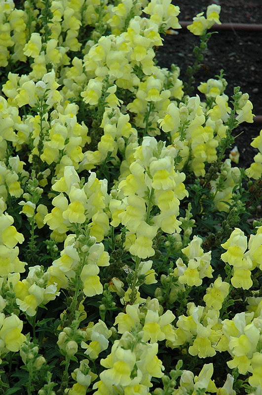 Speedy Sonnet Yellow Snapdragon (Antirrhinum majus 'Speedy Sonnet Yellow') at Jolly Lane Greenhouse