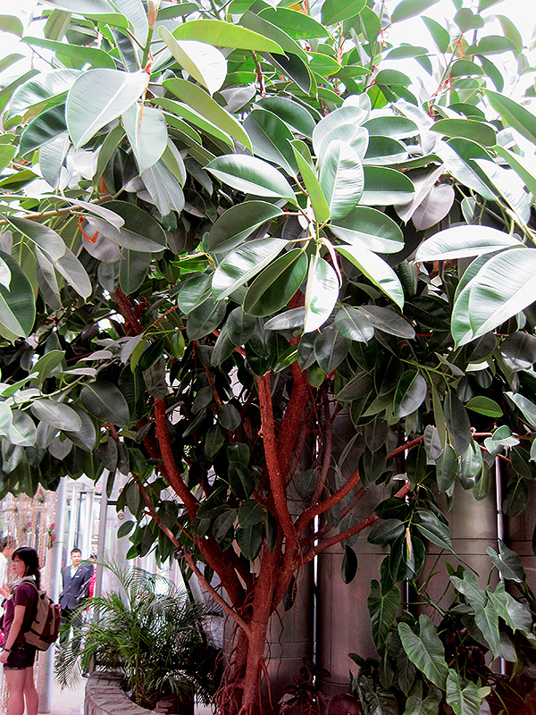 Rubber Tree (Ficus elastica) at Jolly Lane Greenhouse