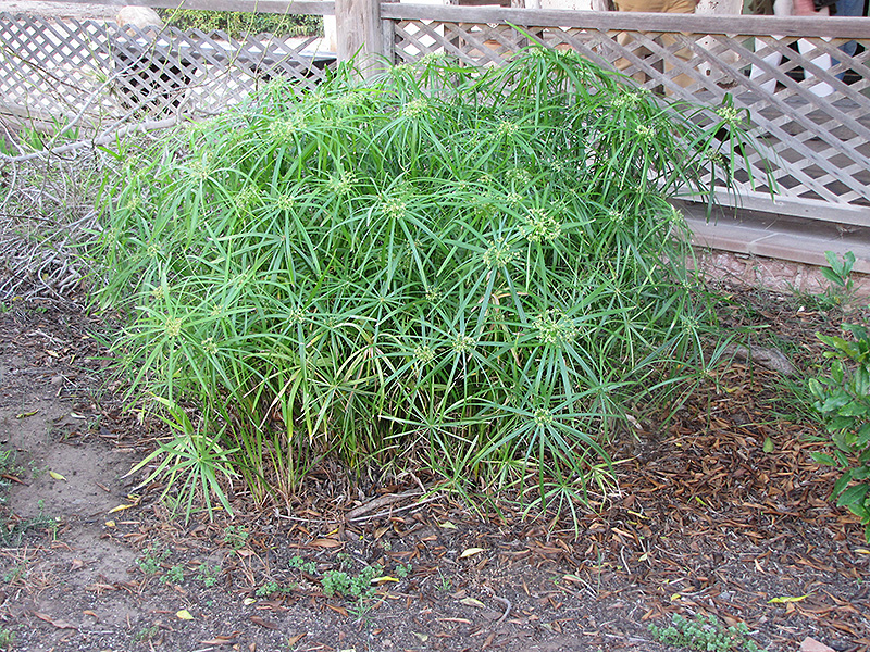 Umbrella Plant (Cyperus involucratus) at Jolly Lane Greenhouse
