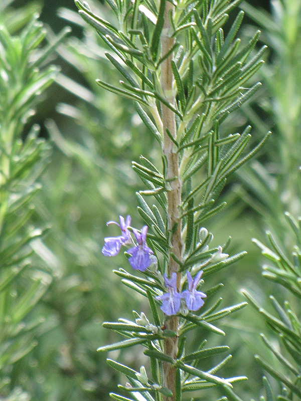 Tuscan Blue Rosemary (Rosmarinus officinalis 'Tuscan Blue') at Jolly Lane Greenhouse