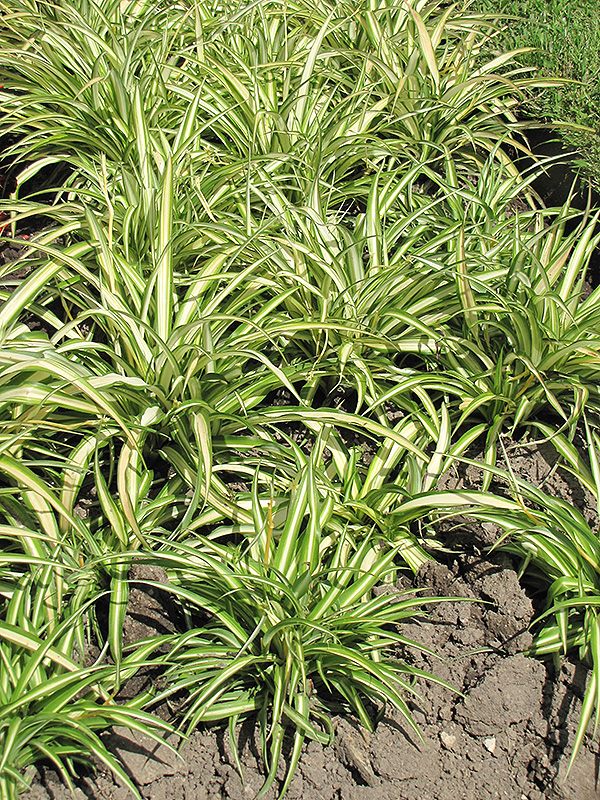 Variegated Spider Plant (Chlorophytum comosum 'Variegatum') at Jolly Lane Greenhouse