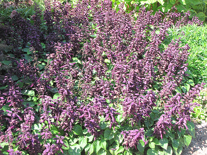 Vista Purple Sage (Salvia splendens 'PAS3292') at Jolly Lane Greenhouse