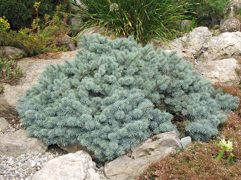 St. Mary's Broom Creeping Blue Spruce (Picea pungens 'St. Mary's Broom') at Jolly Lane Greenhouse