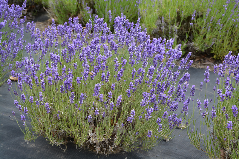 Hidcote Lavender (Lavandula angustifolia 'Hidcote') at Jolly Lane Greenhouse