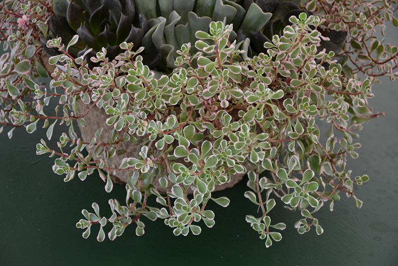 Tricolor Stonecrop (Sedum spurium 'Tricolor') at Jolly Lane Greenhouse