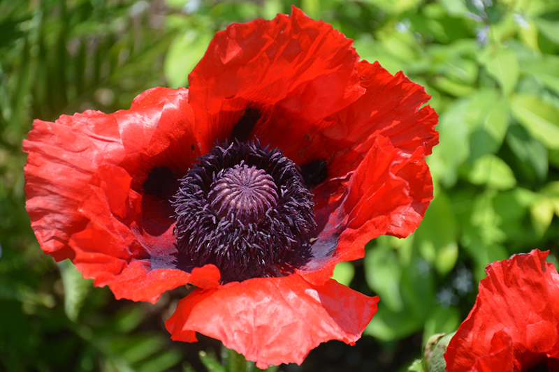 Beauty of Livermere Poppy (Papaver orientale 'Beauty of Livermere') at Jolly Lane Greenhouse