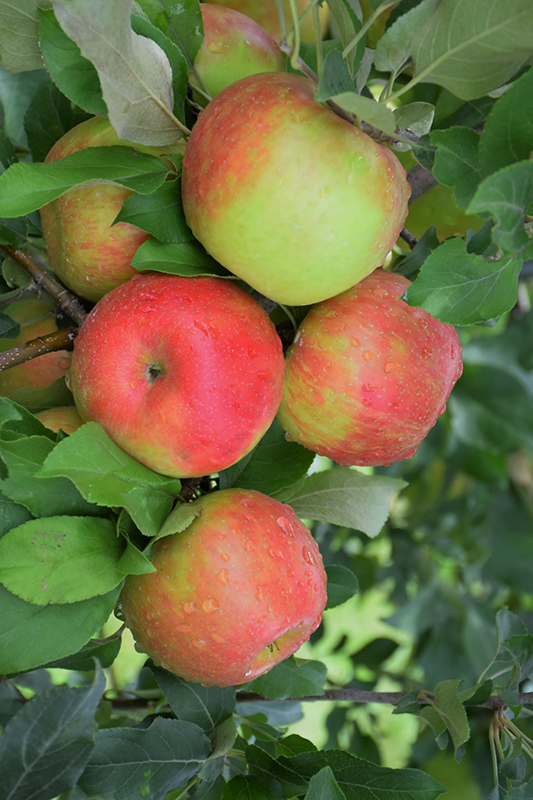 Honeycrisp Apple (Malus 'Honeycrisp') at Jolly Lane Greenhouse