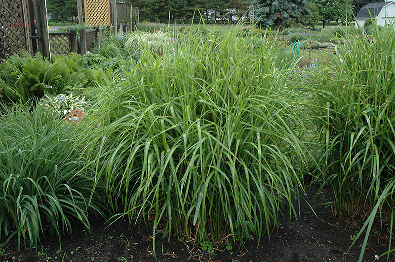 Porcupine Grass (Miscanthus sinensis 'Strictus') at Jolly Lane Greenhouse
