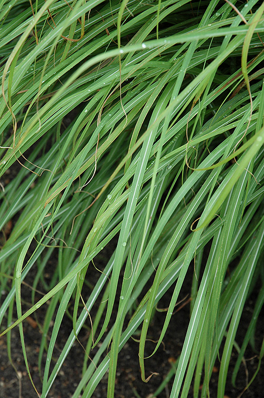 Huron Sunrise Maiden Grass (Miscanthus sinensis 'Huron Sunrise') at Jolly Lane Greenhouse