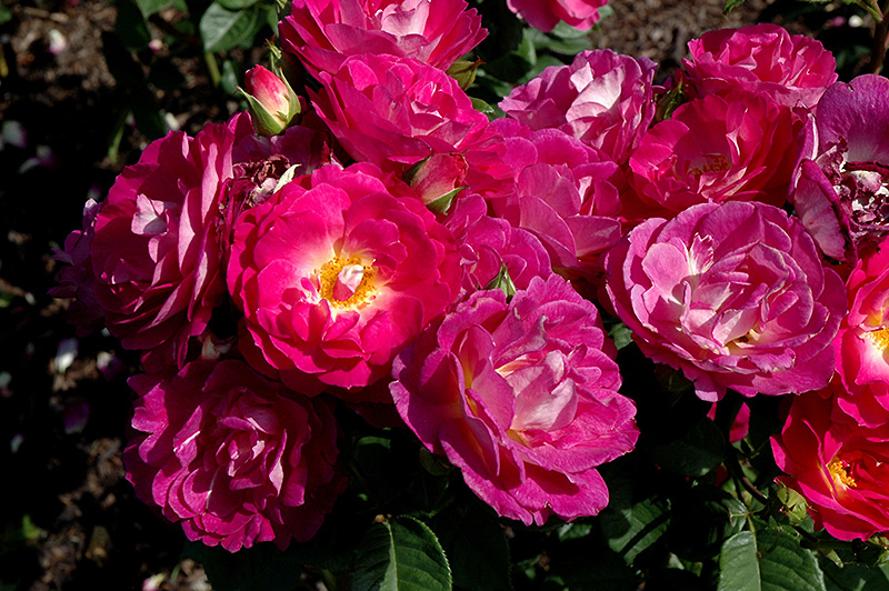 Outta The Blue Rose (Rosa 'Outta The Blue') at Jolly Lane Greenhouse